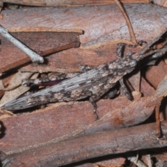 Unidentified Grasshopper (several families) at Yarralumla, ACT - 7 Sep 2024 by Harrisi