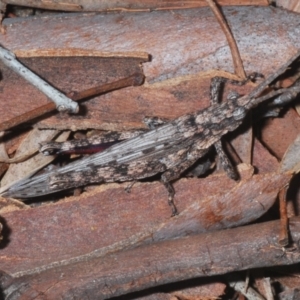 Coryphistes ruricola at Yarralumla, ACT - 7 Sep 2024