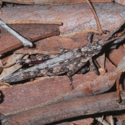 Coryphistes ruricola (Bark-mimicking Grasshopper) at Yarralumla, ACT - 7 Sep 2024 by Harrisi