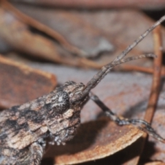 Coryphistes ruricola at Yarralumla, ACT - 7 Sep 2024