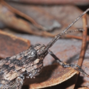 Coryphistes ruricola at Yarralumla, ACT - 7 Sep 2024