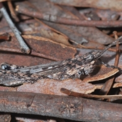 Coryphistes ruricola at Yarralumla, ACT - 7 Sep 2024