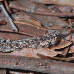 Coryphistes ruricola at Yarralumla, ACT - 7 Sep 2024