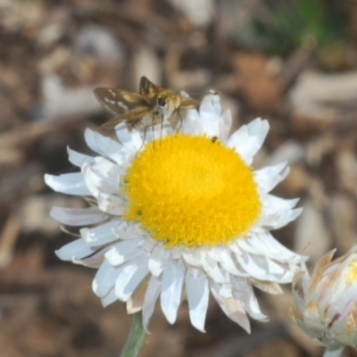 Unidentified Skipper (Hesperiidae) at Yarralumla, ACT - 7 Sep 2024 by Harrisi