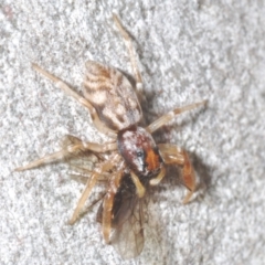 Arasia mollicoma at Yarralumla, ACT - 7 Sep 2024