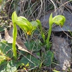 Pterostylis nutans (Nodding Greenhood) at Hawker, ACT - 7 Sep 2024 by sangio7