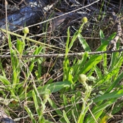 Craspedia variabilis at Hawker, ACT - 7 Sep 2024 by sangio7