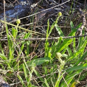 Craspedia variabilis at Hawker, ACT - 7 Sep 2024