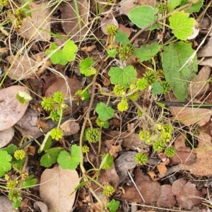 Hydrocotyle laxiflora at Lyneham, ACT - 1 Mar 2022 01:34 PM