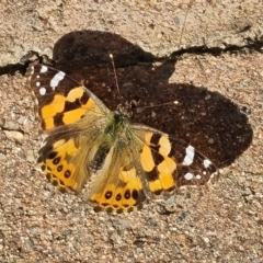 Vanessa kershawi (Australian Painted Lady) at Isaacs, ACT - 7 Sep 2024 by Mike