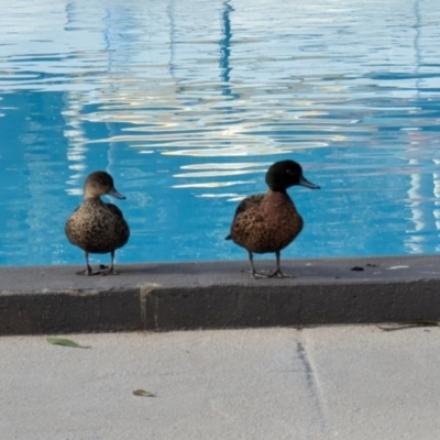 Anas castanea (Chestnut Teal) at Kioloa, NSW - 7 Sep 2024 by HelenCross