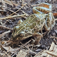 Limnodynastes tasmaniensis (Spotted Grass Frog) at Braidwood, NSW - 8 Sep 2024 by MatthewFrawley