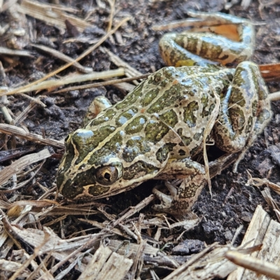 Limnodynastes tasmaniensis (Spotted Grass Frog) at Braidwood, NSW - 8 Sep 2024 by MatthewFrawley