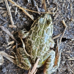 Limnodynastes tasmaniensis at Braidwood, NSW - 8 Sep 2024