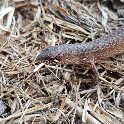 Saproscincus mustelinus (Weasel Skink) at Braidwood, NSW - 7 Sep 2024 by MatthewFrawley