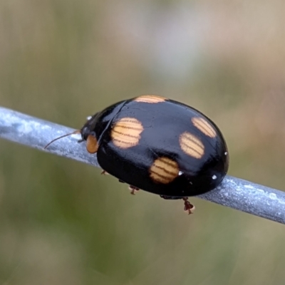 Unidentified Leaf beetle (Chrysomelidae) at Kioloa, NSW - 7 Sep 2024 by HelenCross