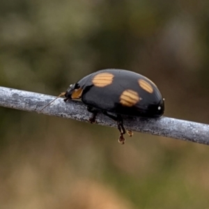 Paropsisterna octosignata at Kioloa, NSW - 7 Sep 2024