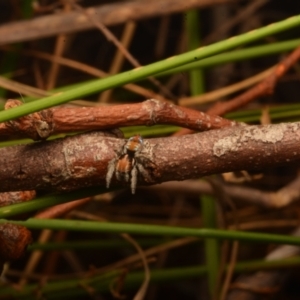 Maratus calcitrans at Yarralumla, ACT - suppressed