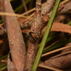 Maratus calcitrans at Yarralumla, ACT - suppressed