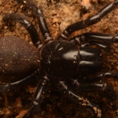 Atrax yorkmainorum (Funnel-web spider) at Uriarra Village, ACT - 21 Jul 2024 by NateKingsford