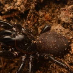 Atrax yorkmainorum at Uriarra Village, ACT - 21 Jul 2024