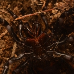 Atrax yorkmainorum at Uriarra Village, ACT - suppressed