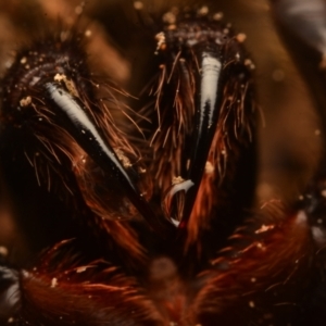 Atrax yorkmainorum at Uriarra Village, ACT - suppressed