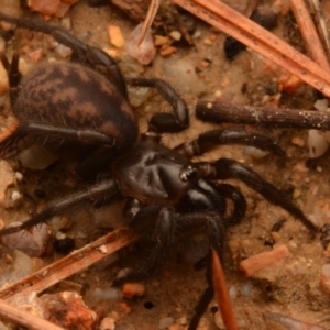 Paraembolides sp. (genus) at Kambah, ACT - 21 Jul 2024