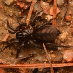 Paraembolides sp. (genus) at Kambah, ACT - 21 Jul 2024