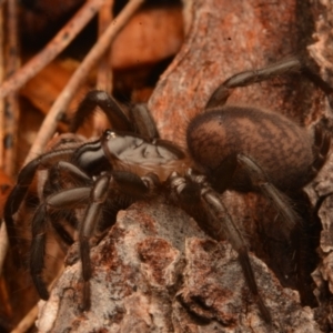 Paraembolides sp. (genus) at Kambah, ACT - 21 Jul 2024