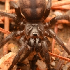 Paraembolides sp. (genus) at Kambah, ACT - 21 Jul 2024