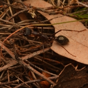 Myrmecia pyriformis at Yarralumla, ACT - 7 Sep 2024