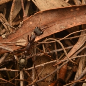 Myrmecia pyriformis at Yarralumla, ACT - 7 Sep 2024