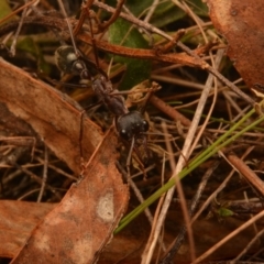 Myrmecia pyriformis at Yarralumla, ACT - 7 Sep 2024