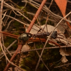 Myrmecia pyriformis at Yarralumla, ACT - 7 Sep 2024 11:33 AM