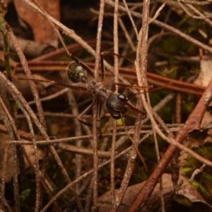 Myrmecia pyriformis at Yarralumla, ACT - 7 Sep 2024