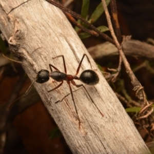 Camponotus intrepidus at Yarralumla, ACT - 7 Sep 2024