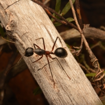 Camponotus intrepidus (Flumed Sugar Ant) at Yarralumla, ACT - 7 Sep 2024 by NateKingsford