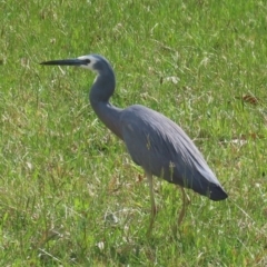 Egretta novaehollandiae (White-faced Heron) at Kangaroo Valley, NSW - 8 Sep 2024 by lbradley