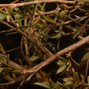 Myrmecia sp., pilosula-group at Yarralumla, ACT - 7 Sep 2024 11:15 AM