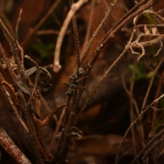 Myrmecia sp., pilosula-group at Yarralumla, ACT - 7 Sep 2024