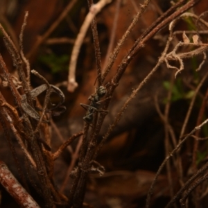 Myrmecia sp., pilosula-group at Yarralumla, ACT - 7 Sep 2024 11:15 AM