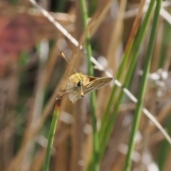 Taractrocera papyria (White-banded Grass-dart) at Tharwa, ACT - 23 Aug 2024 by RAllen