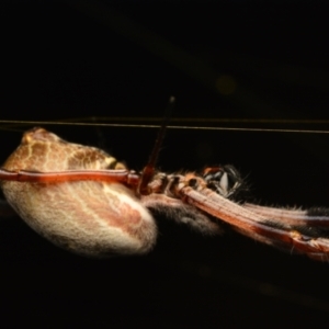 Trichonephila edulis at Aranda, ACT - 25 Mar 2024