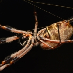 Trichonephila edulis at Aranda, ACT - 25 Mar 2024