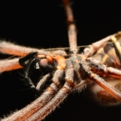 Trichonephila edulis at Aranda, ACT - 25 Mar 2024