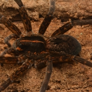 Dolomedes sp. (genus) at Yarralumla, ACT - 17 May 2024