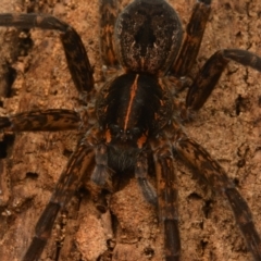 Dolomedes sp. (genus) at Yarralumla, ACT - 17 May 2024