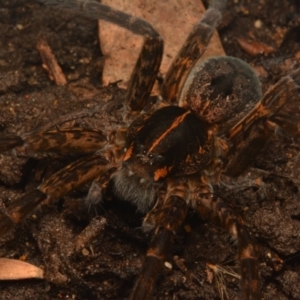 Dolomedes sp. (genus) at Yarralumla, ACT - 17 May 2024