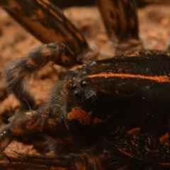 Dolomedes sp. (genus) at Yarralumla, ACT - 17 May 2024